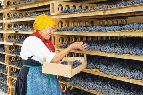 Bà chủ trong một gia đình tự trồng nho và tự làm rượu vang