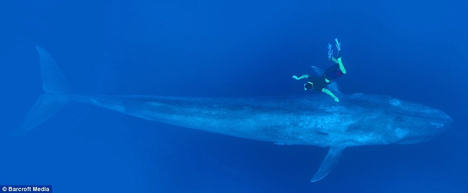 Cá voi xanh hiện có mặt ở hầu hết các đại dương, khi chúng được tìm thấy ở vùng biển Bắc Cực, Đại Tây Dương, Ấn Độ Dương và Thái Bình Dương.