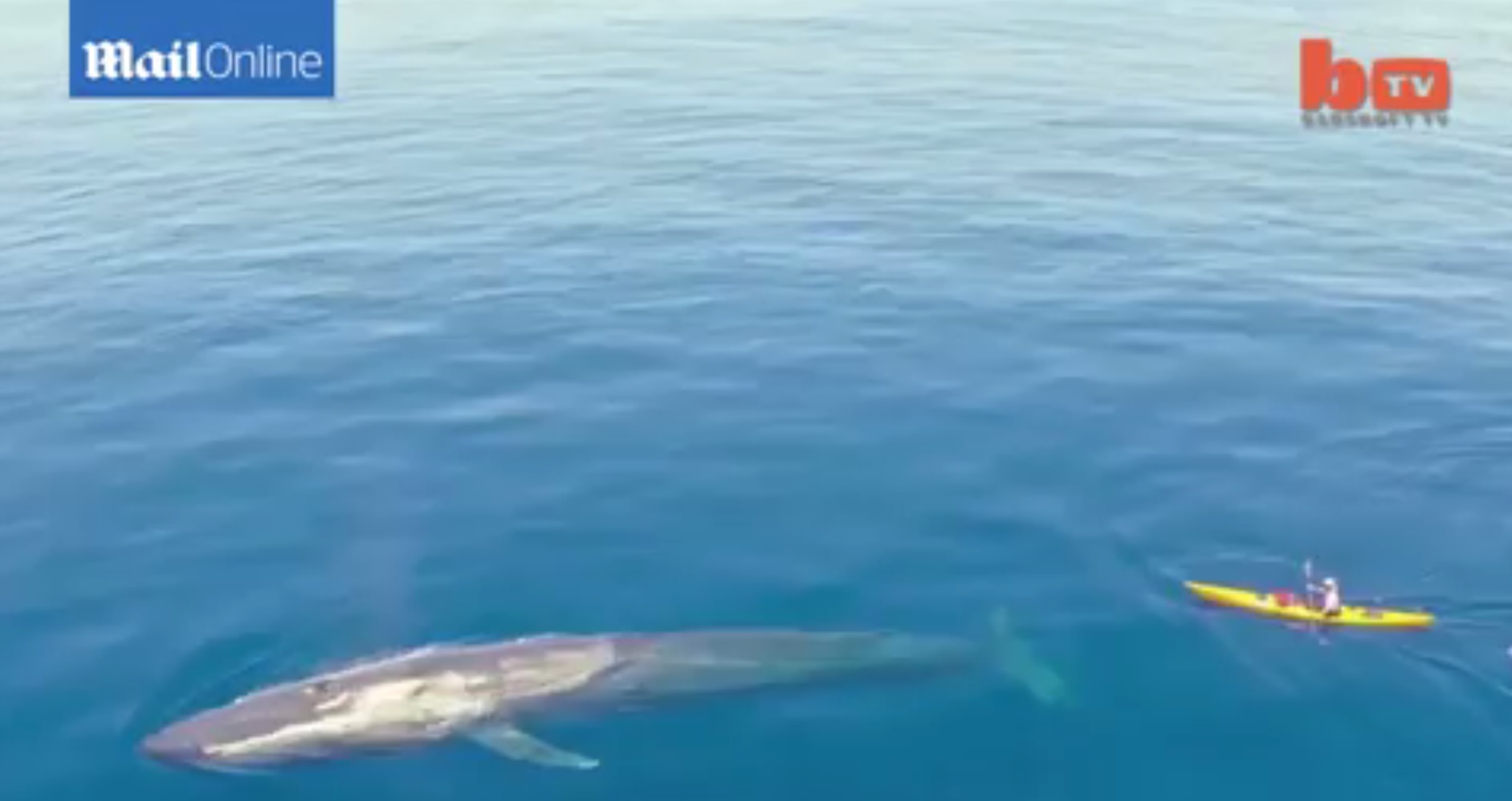 Boi cung ca voi xanh hinh anh