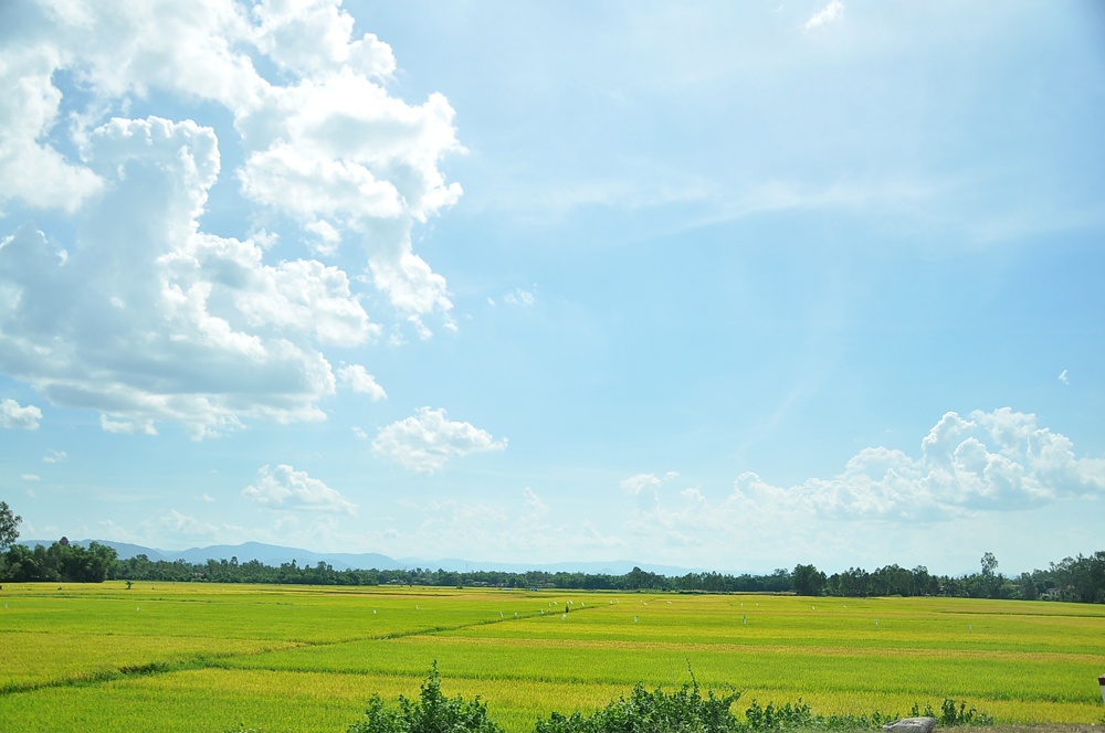 Những cánh đồng lúa thơm ngát tại những miền quê.