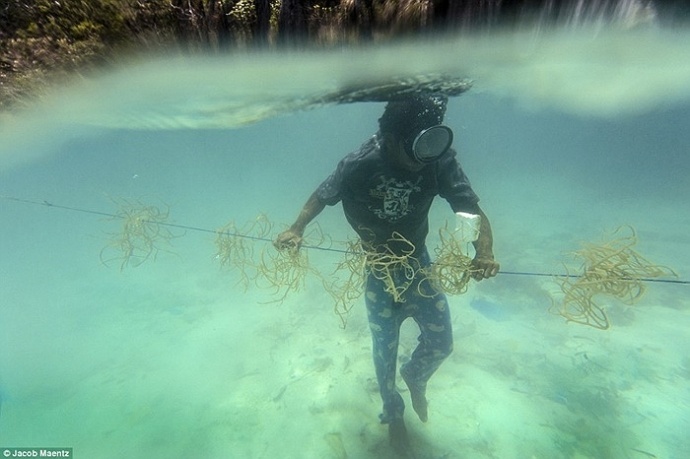 Người Tagbanua lặn biển đi săn.