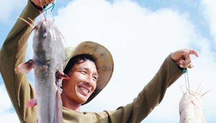 Bắt cá ngát ở bãi bồi Mũi Cà Mau.