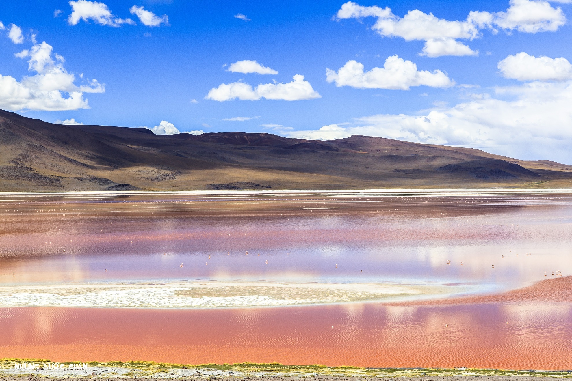 Hồ Đỏ hiện nay được chính phủ Bolivia bảo tồn rất nghiêm ngặt, vì đây còn là nơi cư ngụ của nhiều loài hồng hạc ở Nam Mỹ và vô số loài chim khác di cư đến.