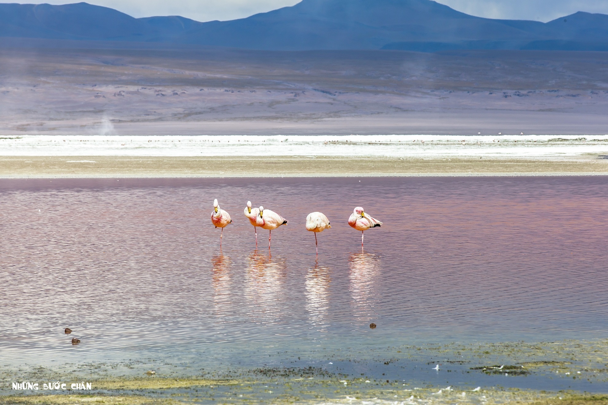 Từng đàn chim hồng hạc soi bóng xuống mặt hồ.