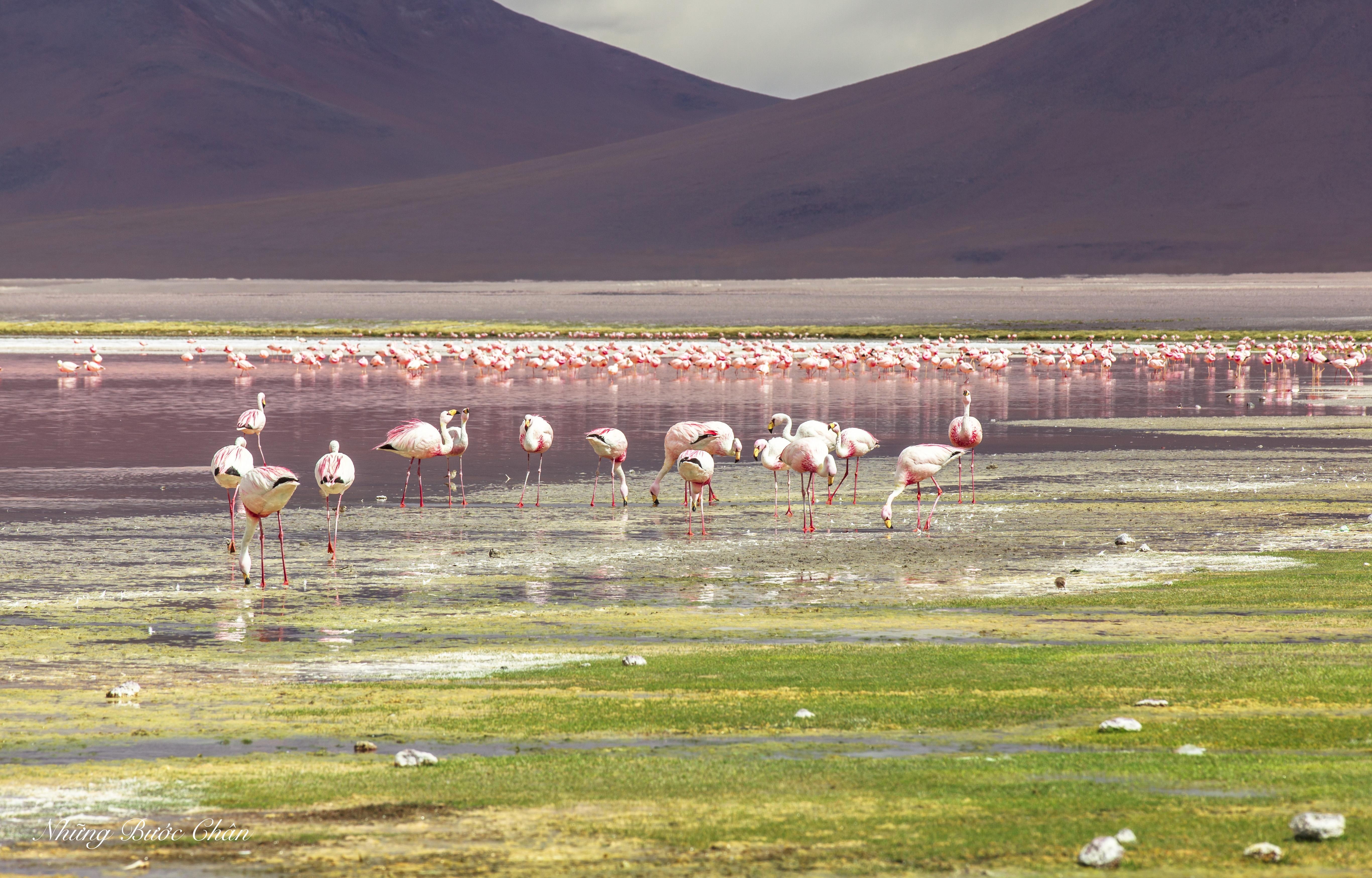 Chúng rất thích ăn những loài tảo, động vật giáp xác có rất nhiều ở khu vực hồ Đỏ.