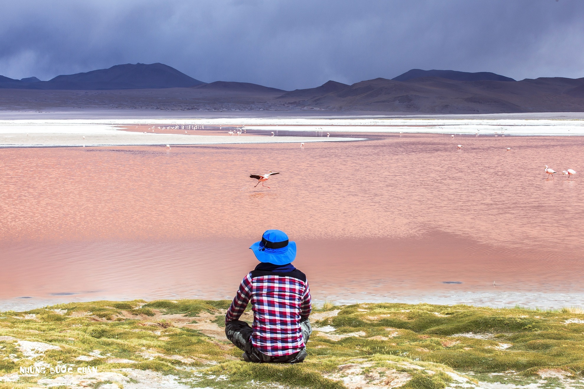 Nếu đến thăm quan hồ vào khoảng tháng 9 hằng năm, tức là vào mùa giao phối, bạn sẽ tận mắt chứng kiến cảnh quyến rũ của những con trống với con mái bằng những vũ khúc tự nhiên độc đáo của loài hồng hạc đáng yêu này.