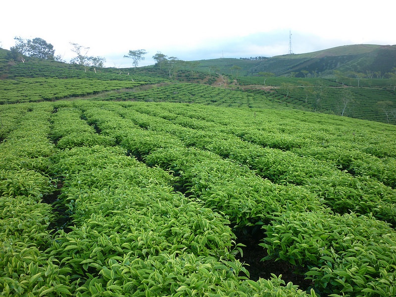 Tận hưởng không khí mát lạnh trên đỉnh đèo, tôi đến với đồi chè Cầu Đất ở Trạm Hành.