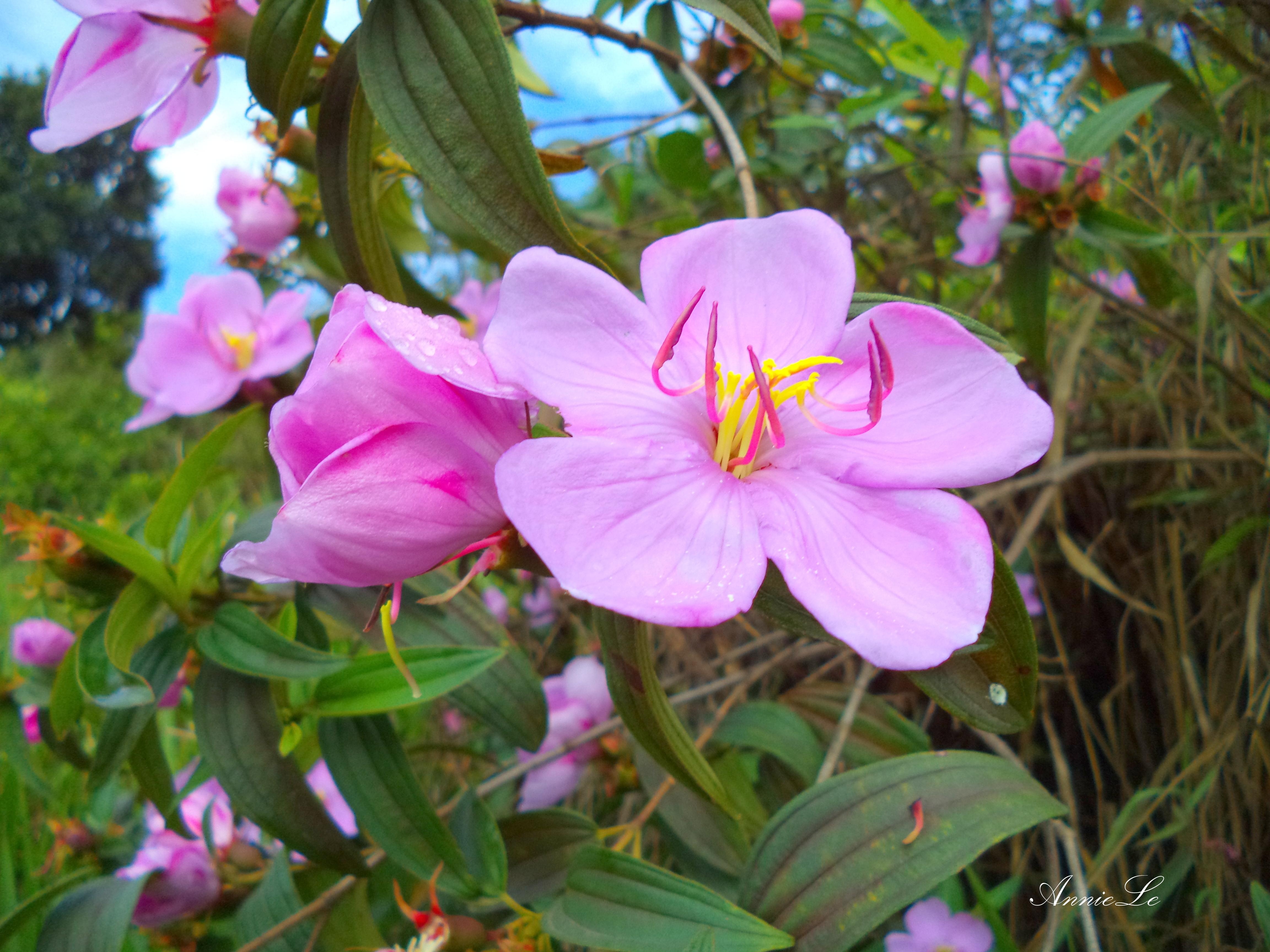 Hoa đua sắc rực rỡ. Bạn nên khởi hành thật sớm để bắt kịp bình minh trên hồ, khi những tia nắng xuyên qua màn sương mờ ảo, tạo nên một vẻ đẹp ma mị đầy mê hoặc.