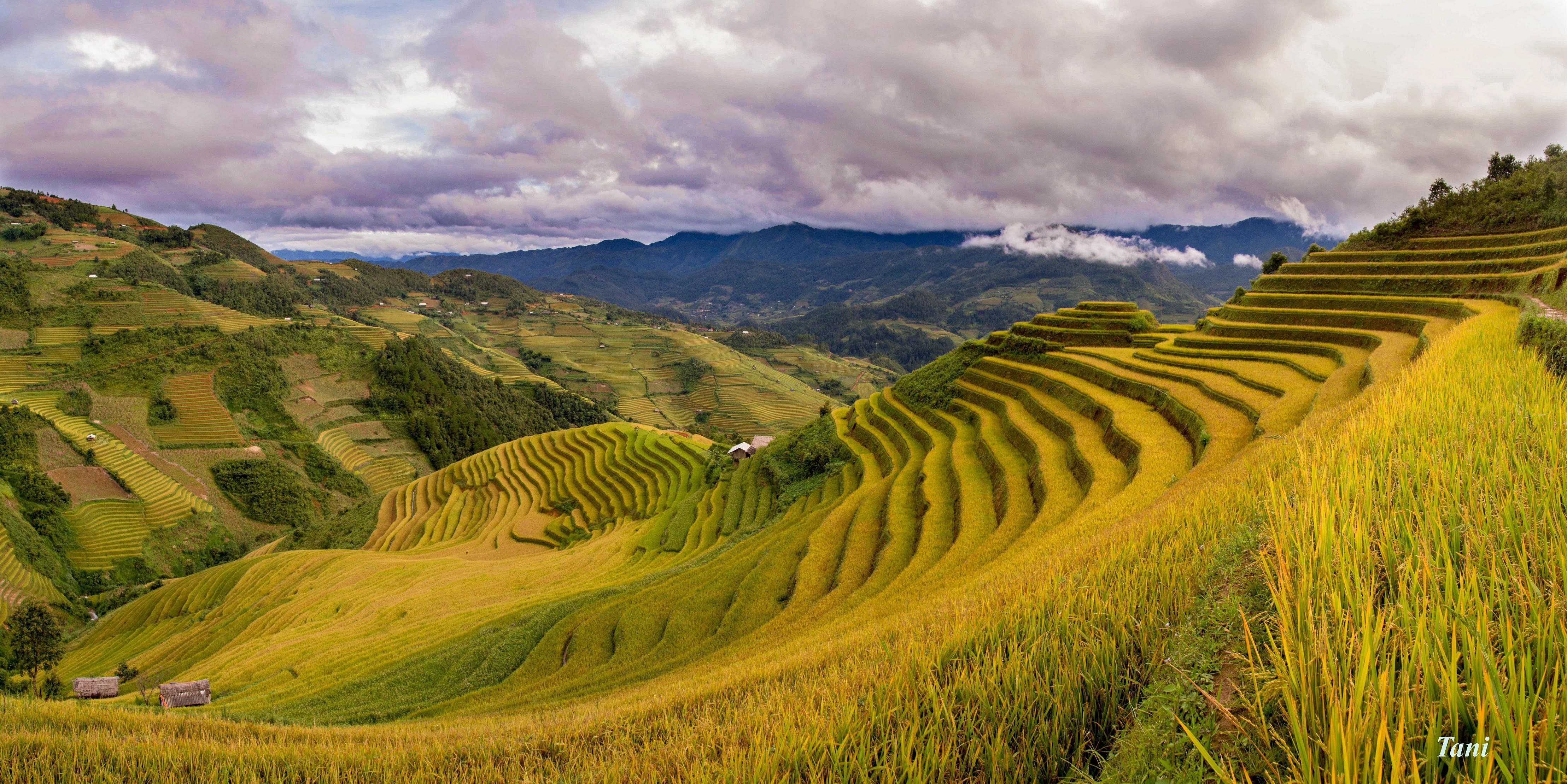 Sac vang Mu Cang Chai hinh anh