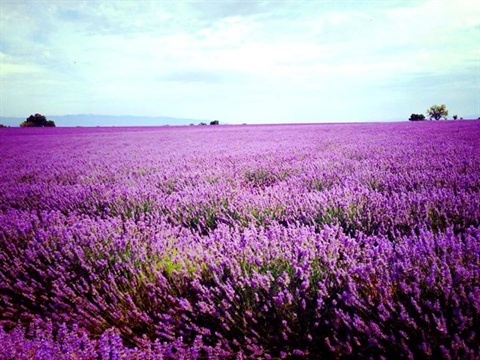 Cánh đồng hoa oải hương.