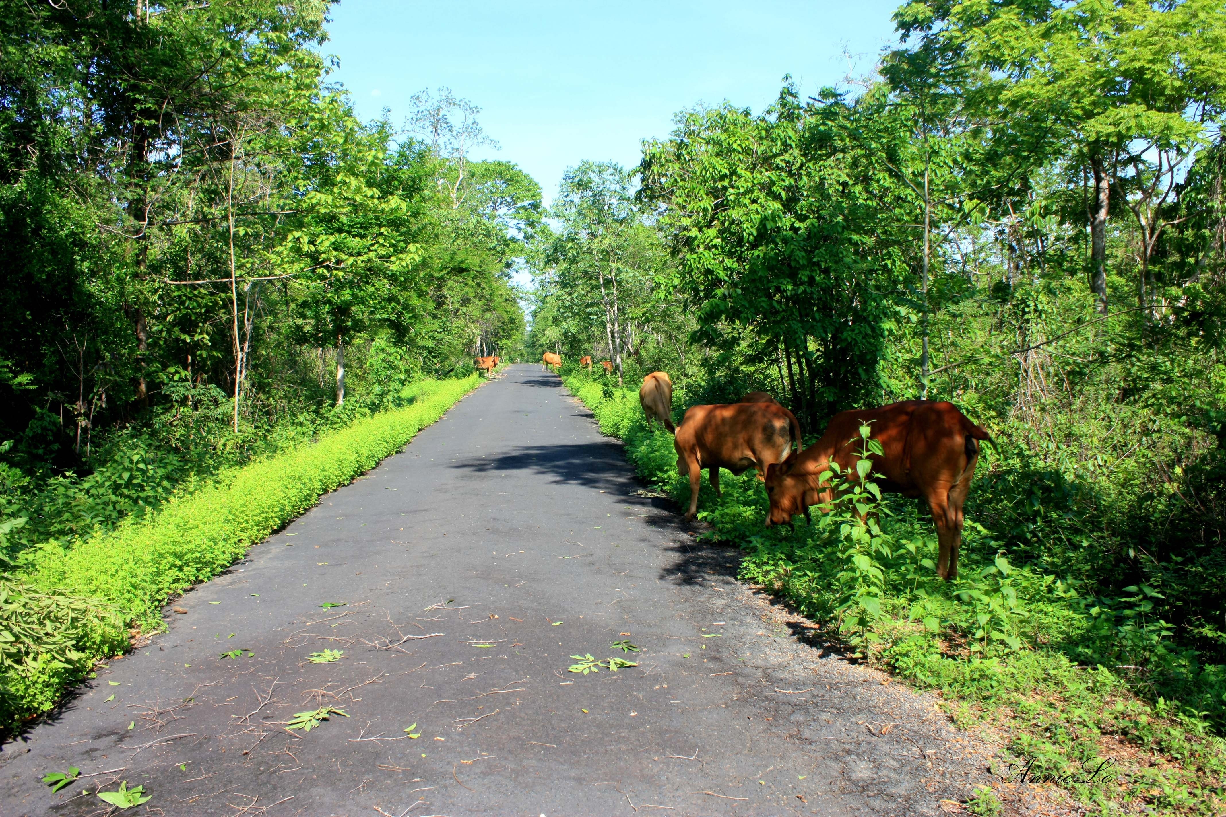 Thác Gia Long nằm cách thành phố Buôn Mê Thuột khoảng 30 km. Từ Buôn Mê Thuột, bạn di chuyển theo tuyến quốc lộ 14, đến gần cầu 14, rẽ trái, đi khoảng 10km nữa là đến cổng khu du lịch của cụm thác. Từ cổng, chỉ cần đi bộ vài trăm mét là bạn đến được thác Dray Sáp, tuy nhiên, để đến Gia Long thì cần đi thêm khoảng 7km nữa theo một con đường trải nhựa băng xuyên rừng. Con đường rất đẹp này hầu như không có người qua lại, chỉ thỉnh thoảng có người dân địa phương đi làm rẫy hoặc những đàn bò thẩn thơ gặm cỏ.