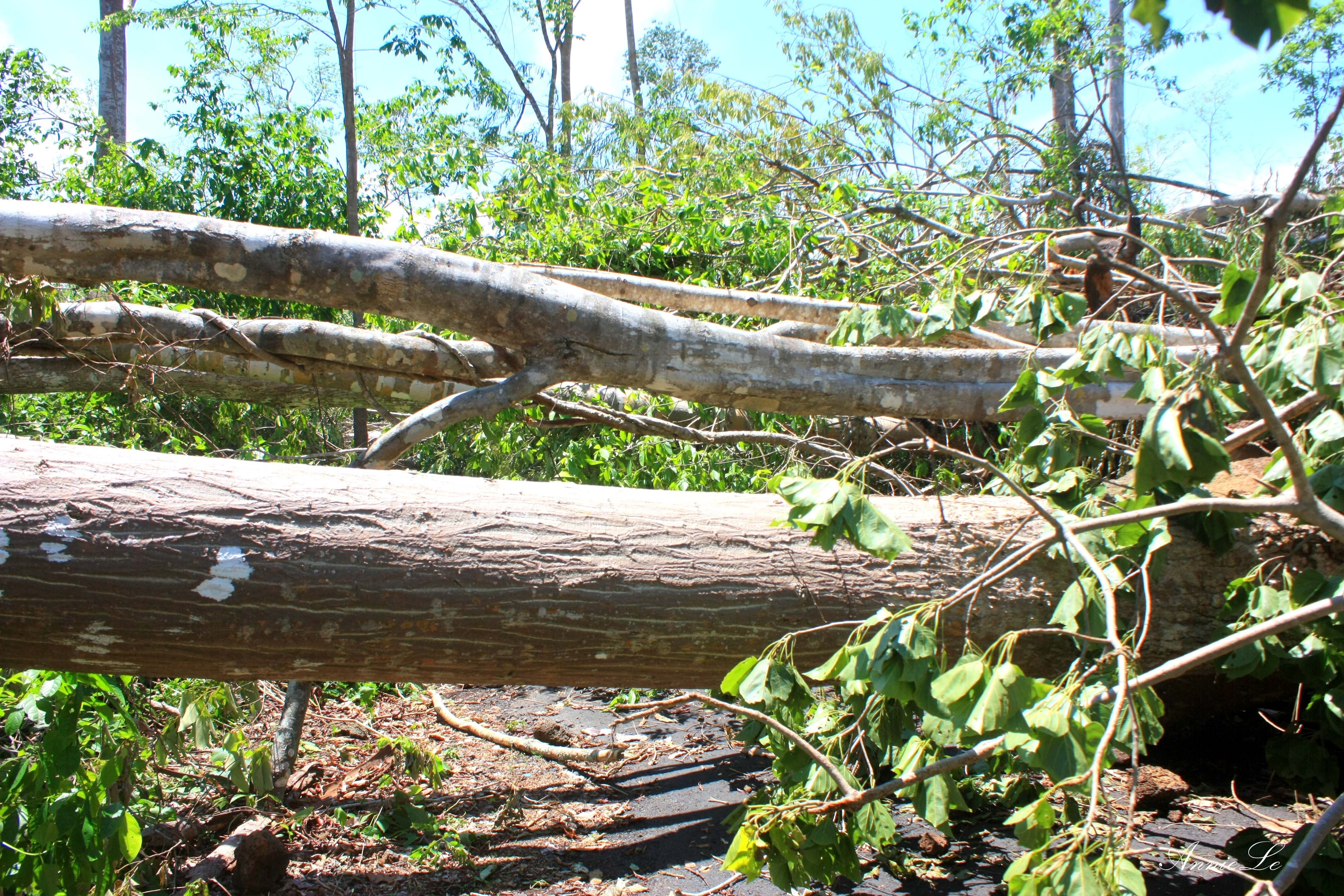 Thời điểm thích hợp để thăm thác Gia Long là vào đầu mùa mưa, khi lượng mưa chưa quá nhiều, nước sông Serepôk chưa gầm gừ dữ tợn. Tuy nhiên, bạn cũng nên cẩn trọng, vì đường vào thác đi xuyên rừng, nên sau vài trận giông lốc, dễ xảy ra hiện tượng cây đổ, che kín lối đi. Còn nếu đi vào mùa khô, nhiều khả năng thác cạn hết nước do thủy điện Buôn Kốp ở đầu nguồn tích trữ nước. Một đoạn đường bị cây đổ chắn ngang sau một trận mưa lớn.