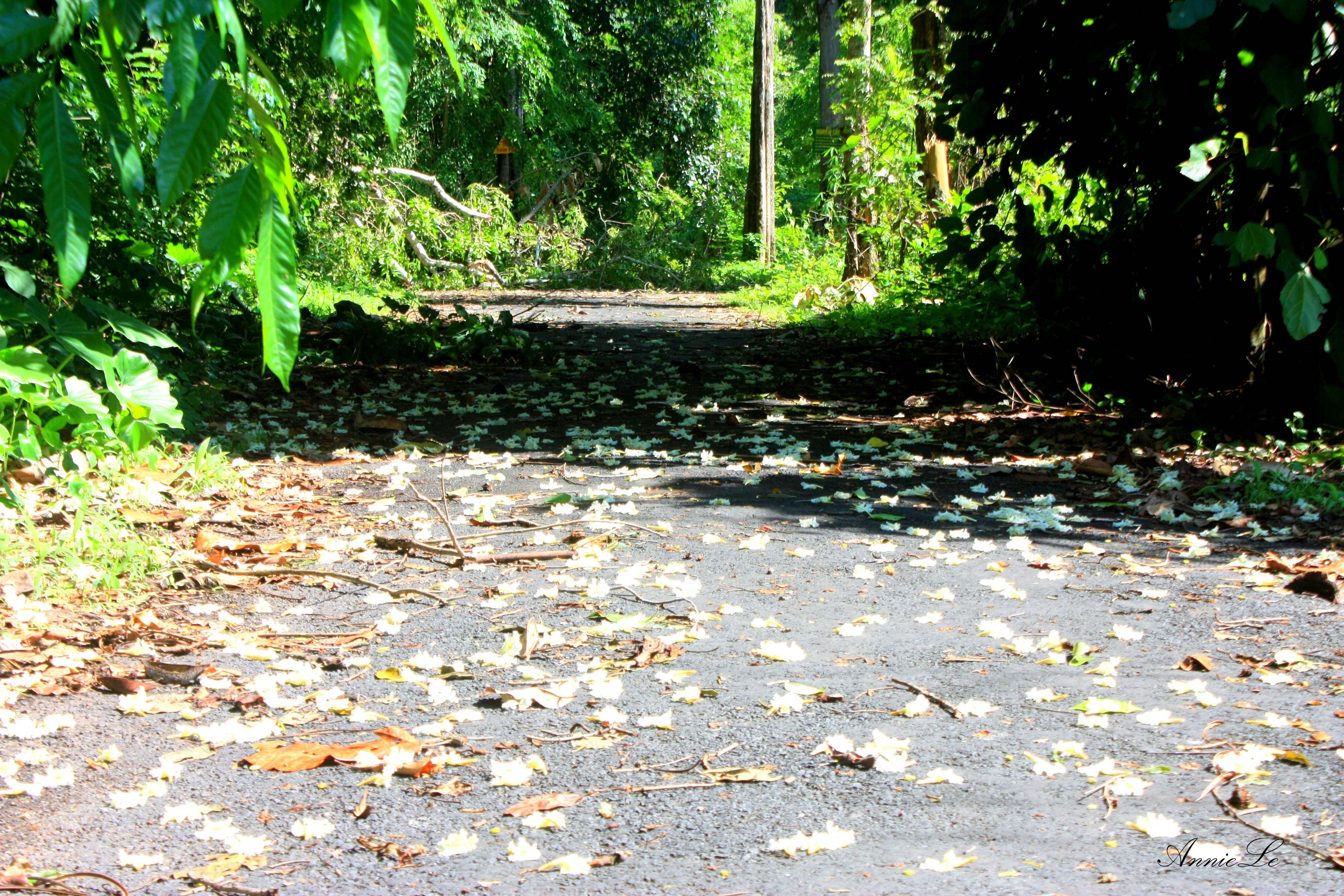 Càng gần đến thác, con đường càng trở nên lãng mạn với những cánh hoa rừng phủ kín mặt đường.
