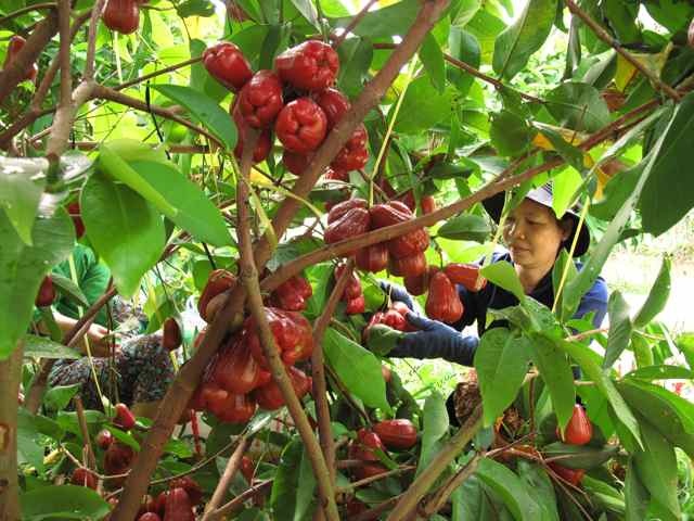 Khu du lịch sinh thái Miệt vườn Cái Bè. Ảnh: Canthotv.vn.