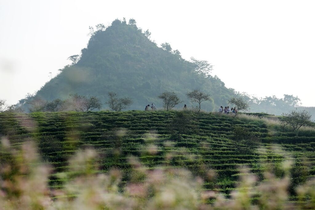 Hoa tam giác mạnh nở hoa thu hút rất nhiều loài ong tới hút mật.