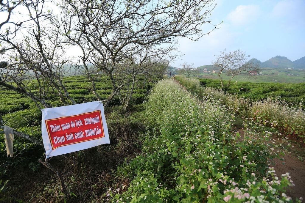 Chủ vườn mang tam giác mạch về trồng tại Mộc Châu là anh Lê Xuân Thủy sinh năm 1988 ở Mộc Châu. 1 lần tham quan Hà Giang anh thấy yêu quý loài hoa hồng nhỏ li ti này đã cất công mua giống về thử gieo hạt tại quê hương mình. Anh mua 30 kg giống hoa, mỗi cân giá 100ngàn/1 kg. Nhiều lần anh Thủy trồng thử không thành công do chưa có kinh nghiệm và phụ thuộc vào thời tiết, thổ nhưỡng...