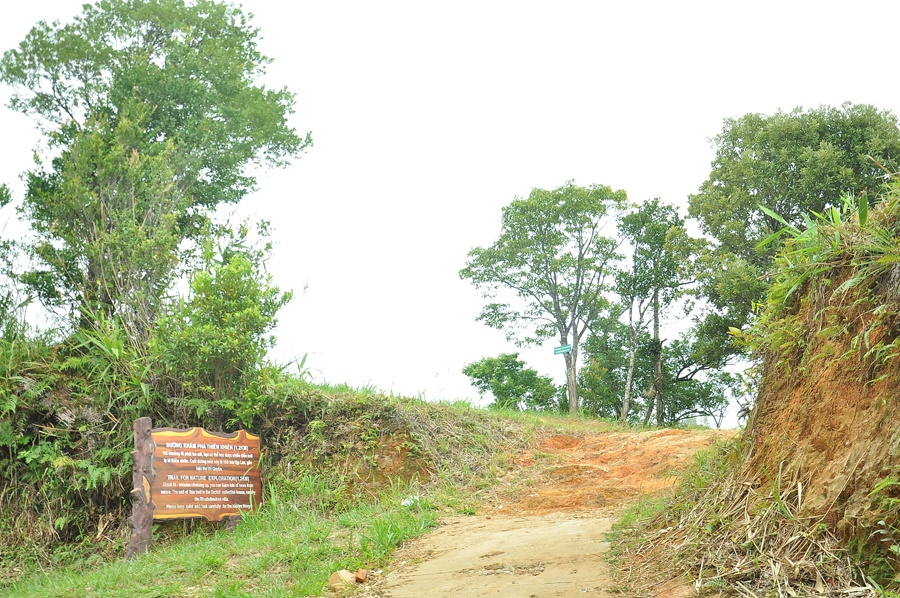  Nếu lên Bạch Mã bạn có thể chọn đi về trong ngày với lịch trình bắt đầu từ sáng sớm để có thể thăm quan hai địa điểm nổi tiếng là Ngũ Hồ và thác Đỗ Quyên với con đường xuyên rừng đầy mê hoặc. Trong khi đó, nếu chọn ở lại qua đêm tại những khu biệt thự nơi đây bạn có thể tham gia thêm nhiều tour hấp dẫn: gọi chim trời vào buổi sáng sớm, thế giới hoang dã về đêm để xem các động vật hoang dã; đi bộ xuyên rừng hay du lịch mạo hiểm... 