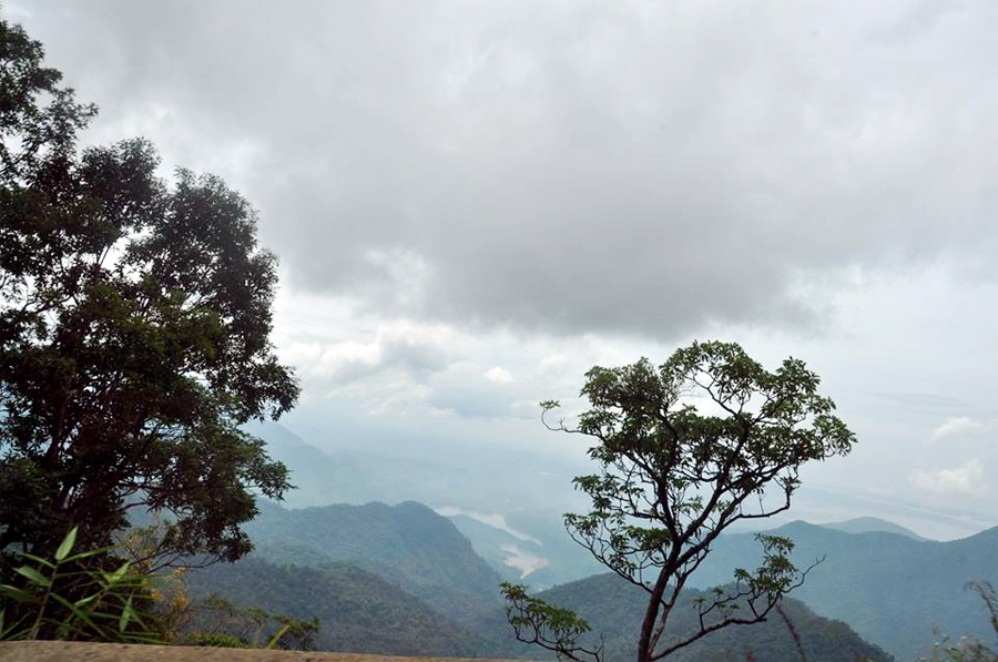 Trên đỉnh Bạch Mã nếu đi vào khoảng tháng 3 bạn sẽ được ngắm hoa đỗ quyên nở rộ. Trong khi đó, thời điểm tháng 9 một vài loài hoa trắng nơi đây sẽ khiến bạn xao xuyến. Những vạt cỏ lau phất phơ giữa mây ngàn tạo nên cảm giác lãng đãng. 