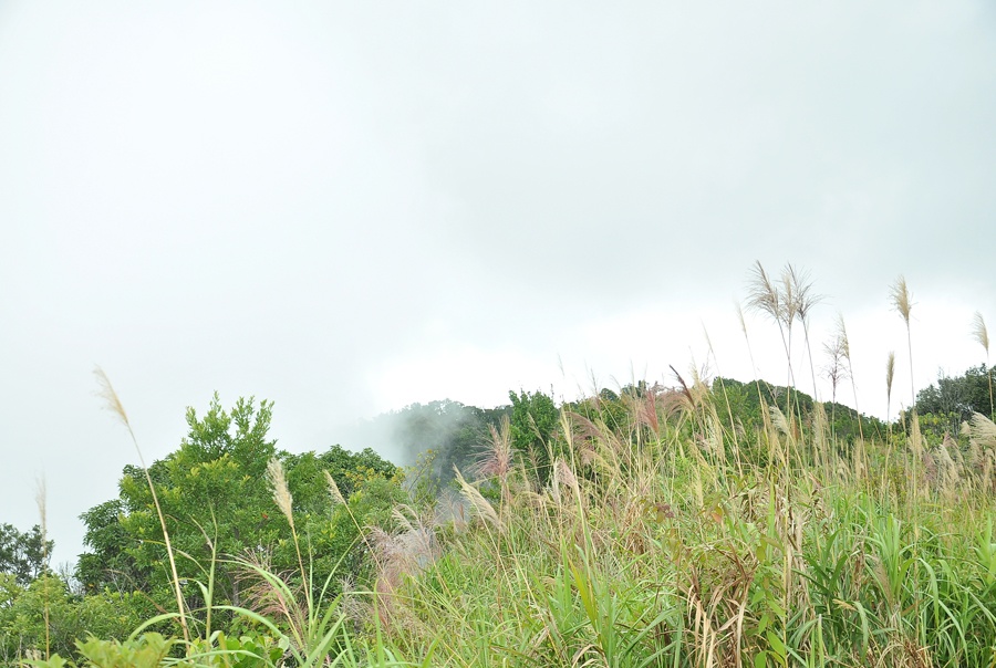 Con đường từ quốc lộ 1A dẫn vào Vườn quốc gia Bạch Mã được bao phủ bởi rừng cây xanh mát dọc suốt 2 lối đi. Không khí trở nên trong lành, mát và dịu khác hẳn với thời tiết oi nồng khi đi trên quốc lộ lớn. Dừng chân ở dưới chân núi Bạch Mã, bạn sẽ được các nhân viên ở đây hướng dẫn rất tận tình. 