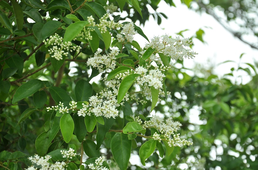 Từ chân núi lên đỉnh Bạch Mã có chiều dài 16km. Đoạn đường dù không quá dài nhưng khi trải nghiệm cảm giác này sẽ mang đến cho bạn những cảm xúc khó tả. Cung đường gần như dốc đứng, quanh co theo sườn núi. Từ cung đường bên này bạn có thể nhìn sang dãy núi bên kia thấy con đường nằm vắt vẻo tựa như con chăn khổng lồ. Trong khi đó nhìn xuống bên dưới là dòng nước uốn lượn quanh những ngọn núi. Mây thấp thoáng che phủ khiến bạn không ngớt trầm trồ thán phục khi tất cả đều được thu gọn vào trong tầm mắt. Thông thường quãng đường 16km sẽ mất từ 45 phút đến 1 tiếng di chuyển để lên đến đỉnh Bạch Mã.