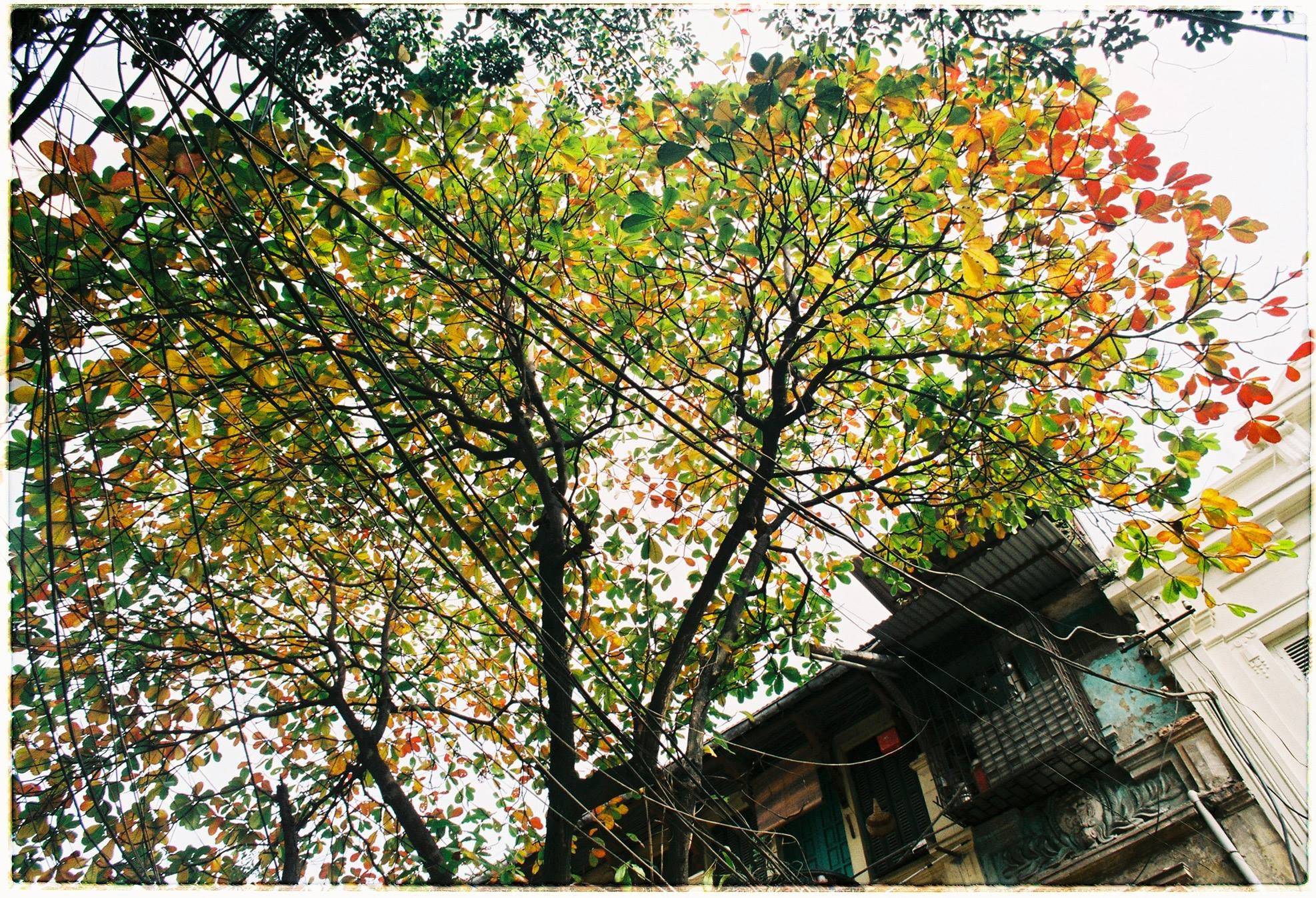 Ngoài sắc vàng, trong tranh của vị nhạc sĩ còn có sắc đỏ của lá bàng. Không thật rộ, nhưng bàng bắt đầu đỏ lá vào mùa thu, trước khi thay những chồi non. Ảnh: Tuấn Mark.