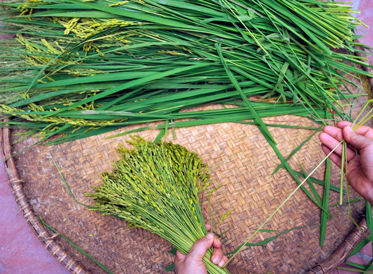 Nổi tiếng nhất là cốm làng Vòng, ngoài ra còn có cốm Lủ, cốm Mễ Trì. Cốm xanh dẻo thơm thường được dùng làm món chả cốm hoặc dùng để nấu chè, ăn với chuối tiêu. Ảnh: Vũ Minh Quân.