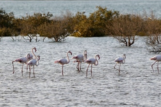Chim hồng hạc tại bể nước trong công viên hoang dã Arabian Park. Ảnh: Thenational.