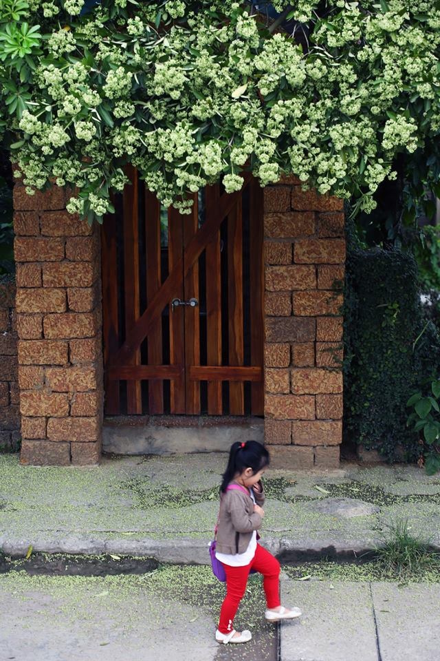 Nếu đi dạo trên những tuyến phố trung tâm của Hà Nội vào thời gian này, bạn sẽ được thưởng thức hương hoa sữa nồng nàn để thấm hơn những ca từ của bài hát: “Hà Nội mùa thu. Mùa thu Hà Nội. Mùa hoa sữa về. Thơm từng ngọn gió”. Ảnh: Vũ Minh Quân.