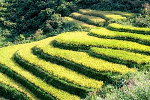 Những ngày cuối tháng 9, đầu tháng 10 này, Sapa lạnh hơn một chút, mưa nắng cũng thất thường. Giọt nắng mùa này vàng óng, lấp lánh, dịu nhẹ chiếu qua kẽ lá xanh xanh, trông thật mơ màng. Sapa đã bắt đầu có những nụ hoa đào chúm chím, lấp ló trên những cành khẳng khiu.