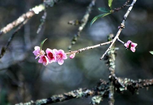 Vào ngày cuối tuần, phòng nghỉ ở Sapa gần như chật kín khách. Vì thế, dân du lịch chia sẻ kinh nghiệm rằng, muốn có một chỗ nghỉ ưng ý nhất, thì khách nên đặt phòng từ trước đó một tuần hoặc xa hơn. 