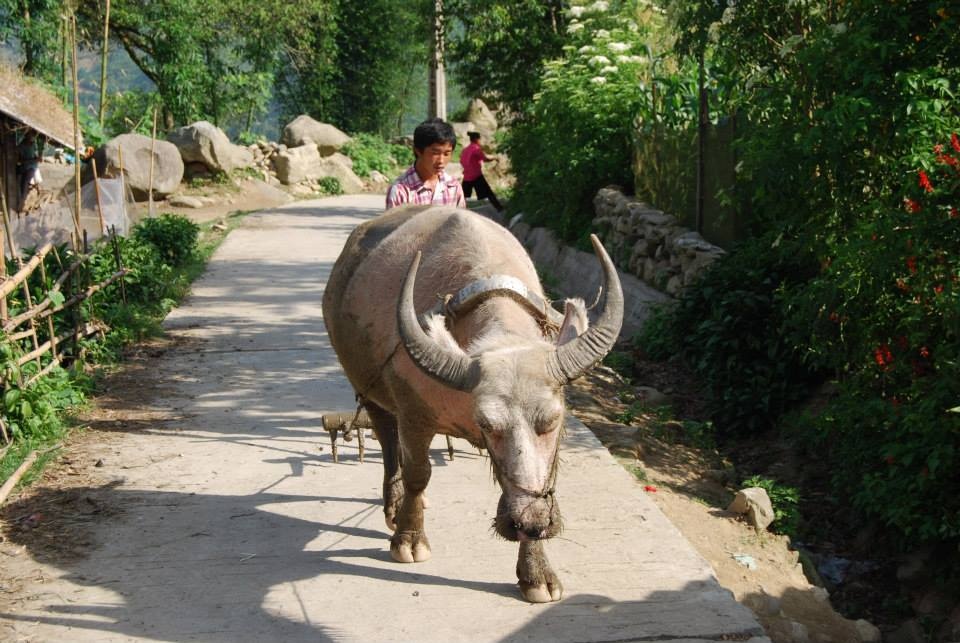 Sapa không chỉ quyến rũ về thiên nhiên hoang sơ và con người thân thiện mến khách hay những  đặc sản hấp dẫn mà còn bởi nhiều cảnh đẹp bình dị sinh hoạt trong đời thường.