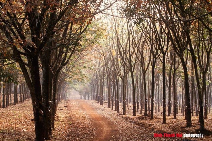 Rừng cao su Bình Phước mùa thu lá rụng. Ảnh: Dinh Thanh Hai.