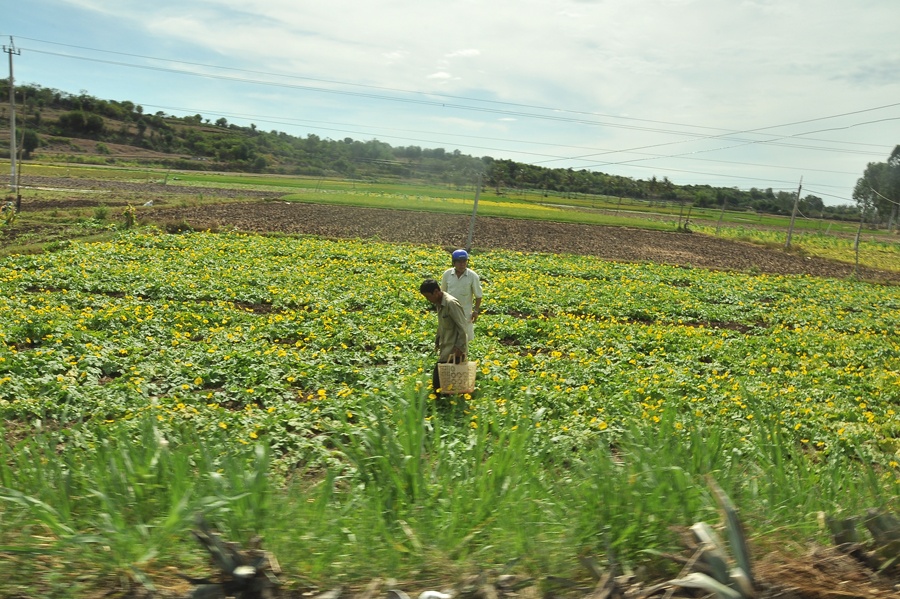 Hãy để Phú Yên mãi bình yên trong thế giới “hoa vàng cỏ xanh”.