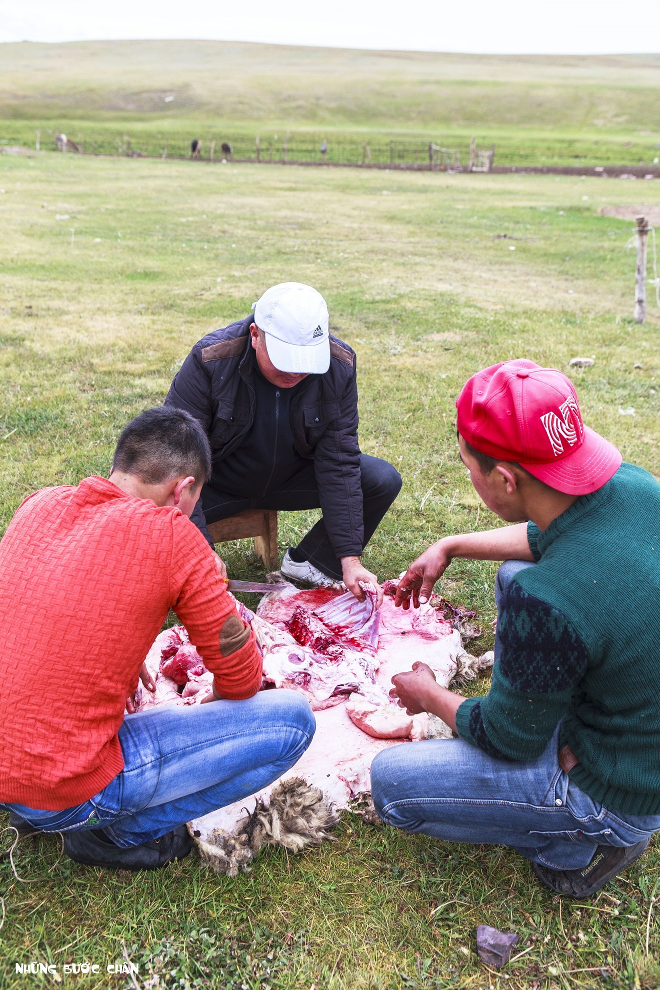 Một số thanh niên trong gia đình sẽ tổ chức làm thịt cừu khi có lễ hội hoặc tụ họp các thành viên trong gia đình. Lông cừu sẽ được phơi khô và đem bán. Thịt cừu, xương cừu và tất cả bộ đồ lòng được họ ninh trong một cái chảo gang rất to cùng với một số gia vị và khoai tây. Món này thường được người Kyrgyz làm trong những ngày lễ truyền thống.