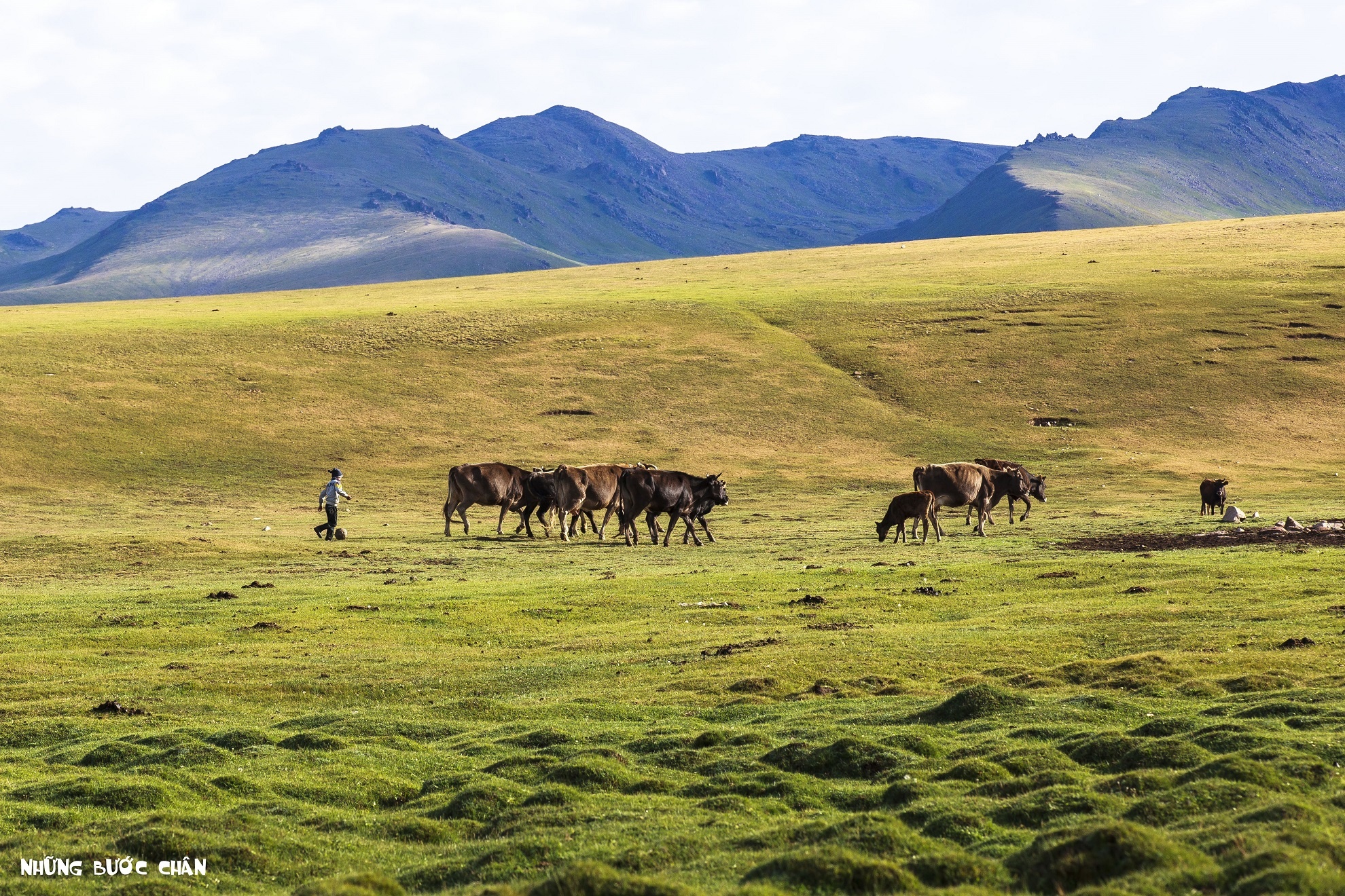 Người Kyrgyz không nghèo, mặc dù họ không trữ nhiều hoặc tiêu dùng tiền giấy trong cuộc sống hằng ngày. Đàn gia súc của họ có thể lên đến hàng trăm con có giá trị kinh tế cao và họ thường lấy cừu làm đơn vị tiền tệ trung gian trong trao đổi, mua bán. Một chiếc điện thoại di động bình thường sẽ có chi phí là 1 con cừu. Một con bò lông dài đáng giá 10 con cừu, trong khi một con ngựa tốt đáng giá tới 50 con cừu. Chi phí cho một cô dâu vào khoảng 100 con cừu. Những gia đình giàu có thường sở hữu thêm những con vật mang tính biểu tượng của người Kyrgyz như gà lôi, chim công, lạc đà, … Những con lạc đà của họ thuộc loài lạc đà hai bướu, được gọi là Bactrian, có thể chịu được những nơi có thời tiết khắc nghiệt như những vùng núi cao hẻo lánh ở Kyrgyzstan.