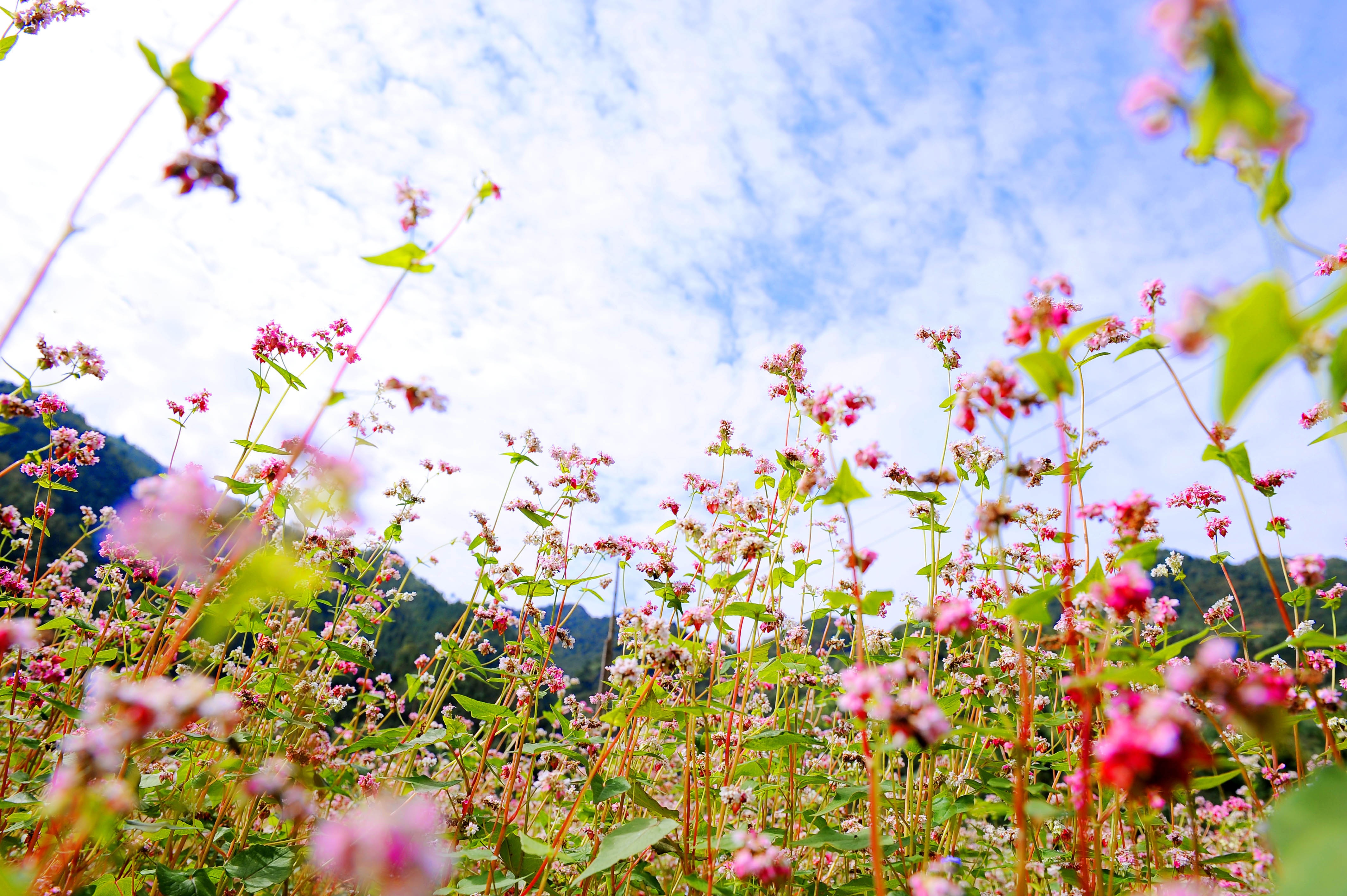 Tam giac mach dau mua ruc ro o Ha Giang hinh anh