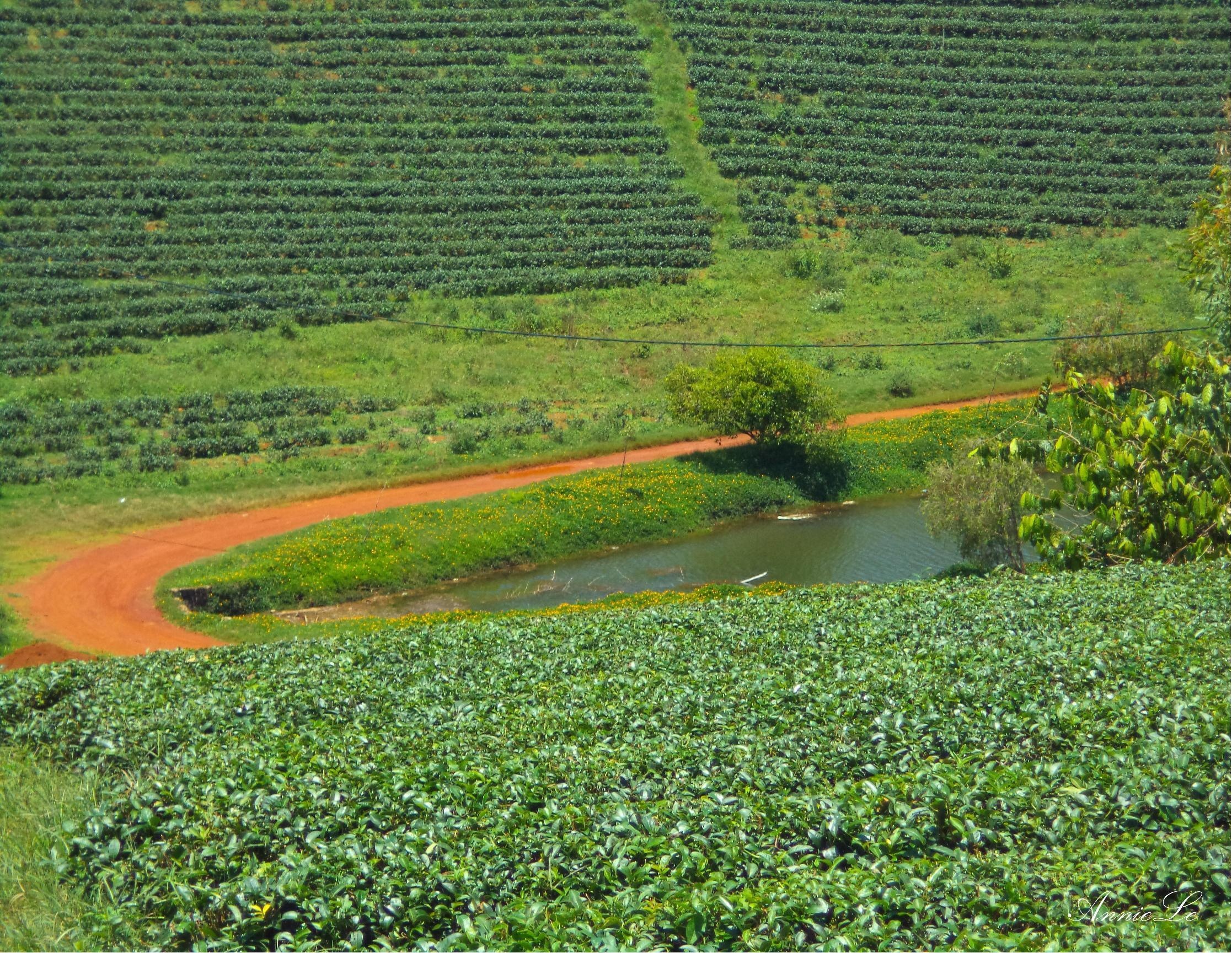 Con đường đất đỏ với thảm hoa vàng giữa những đồi chè.