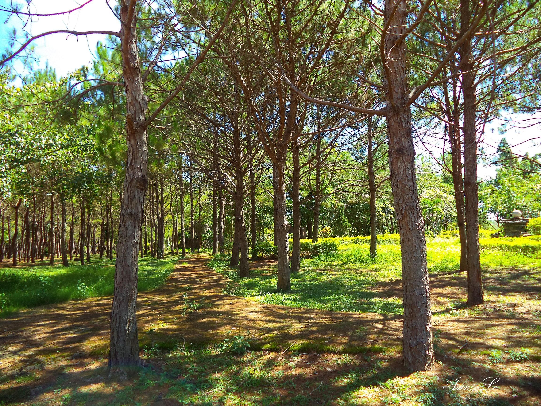 Một gian nhà nằm giữa rừng thông.