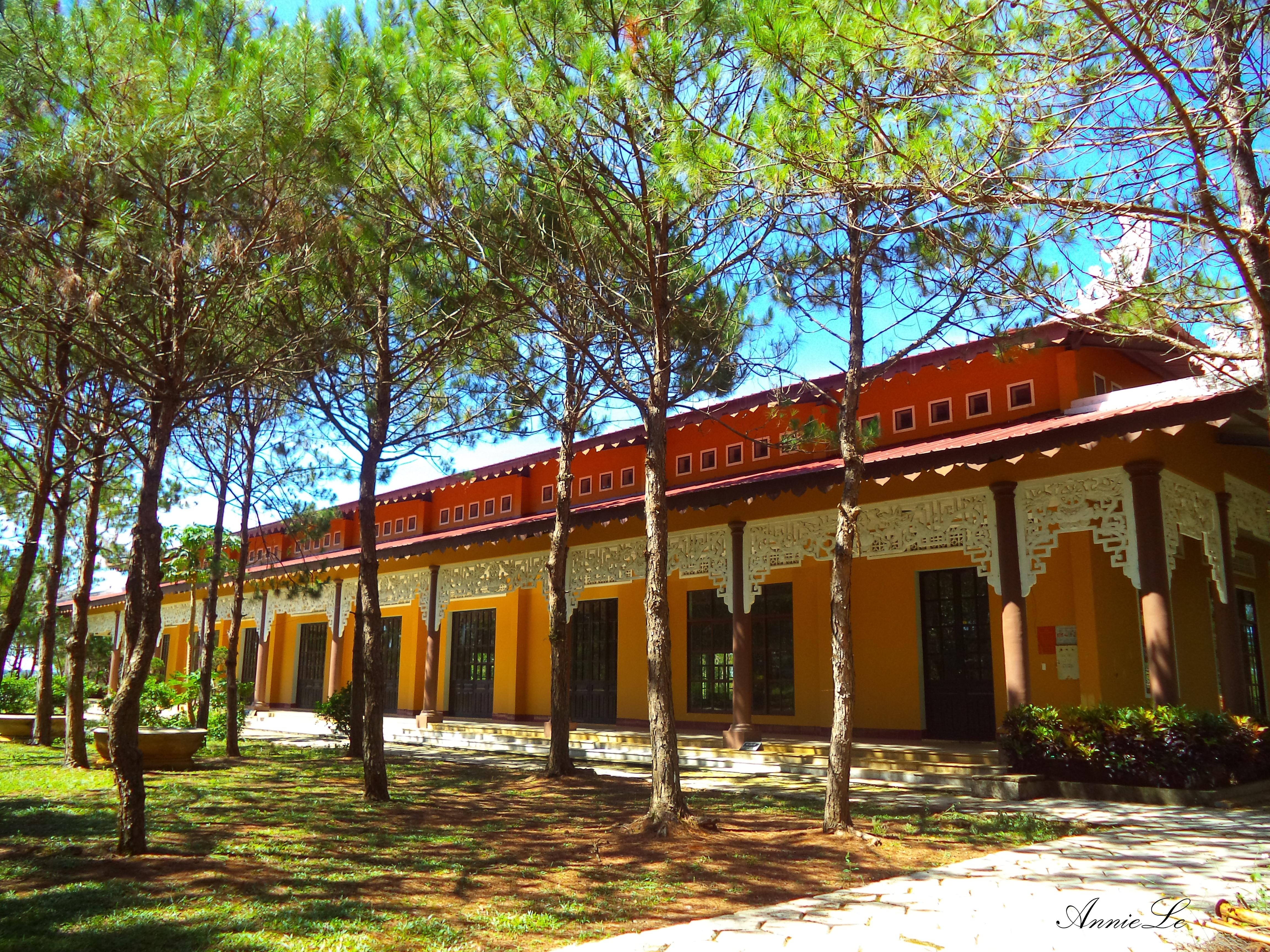 Rừng thông trong khuôn viên Tu viện.