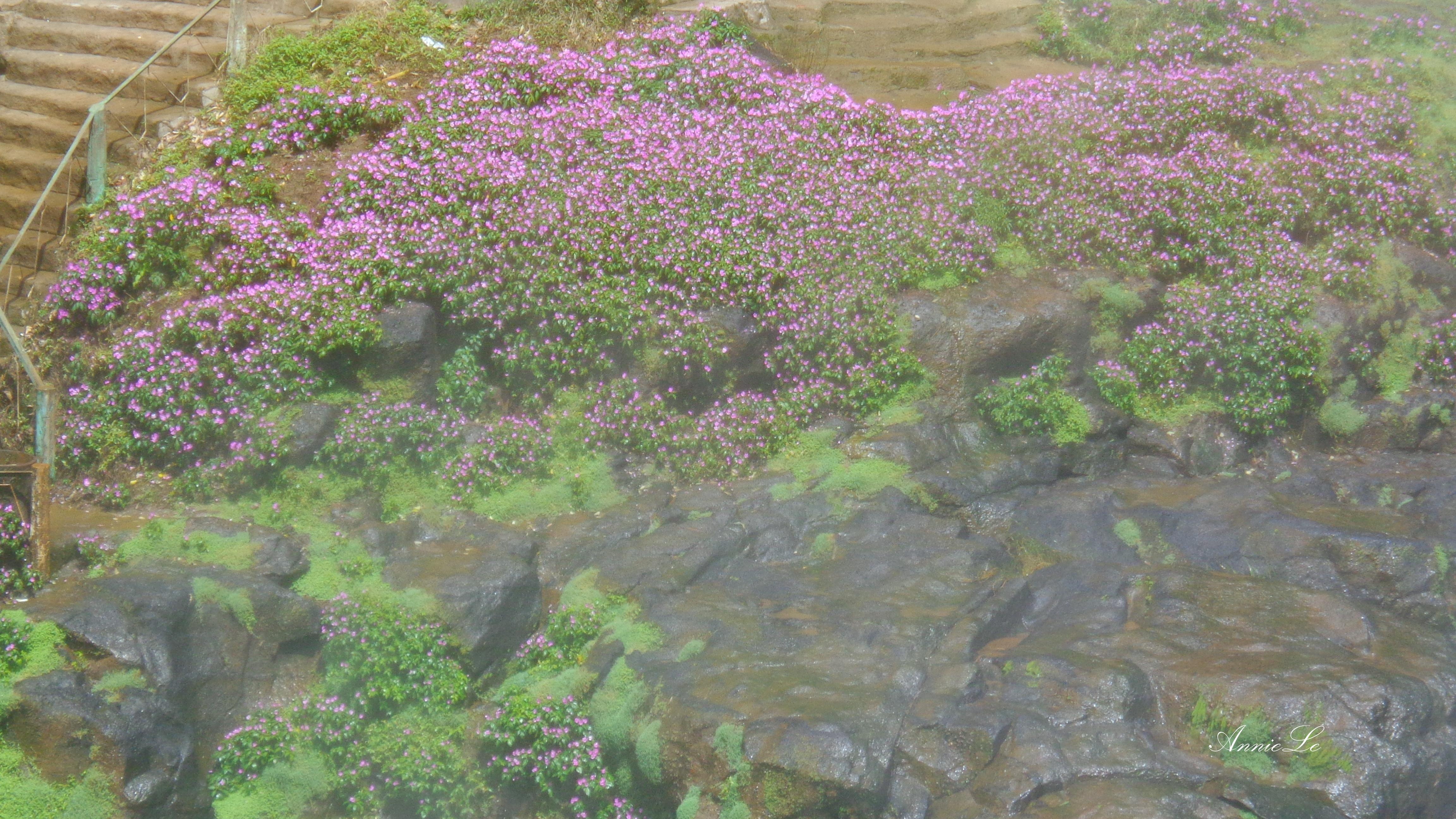 Cảnh sắc thần tiên làm say lòng du khách.