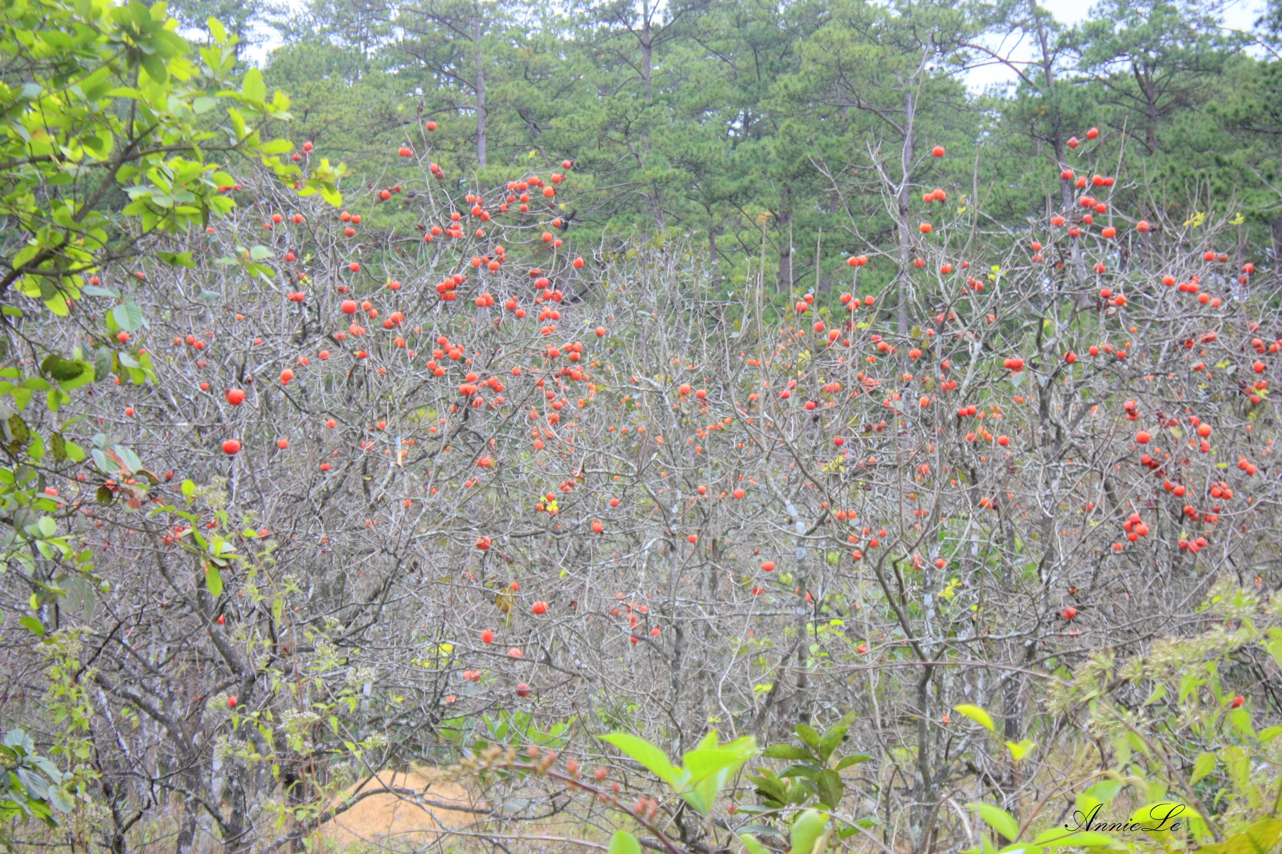 Nhắc đến D’ran, không thể không nhắc đến những vườn hồng trĩu quả.