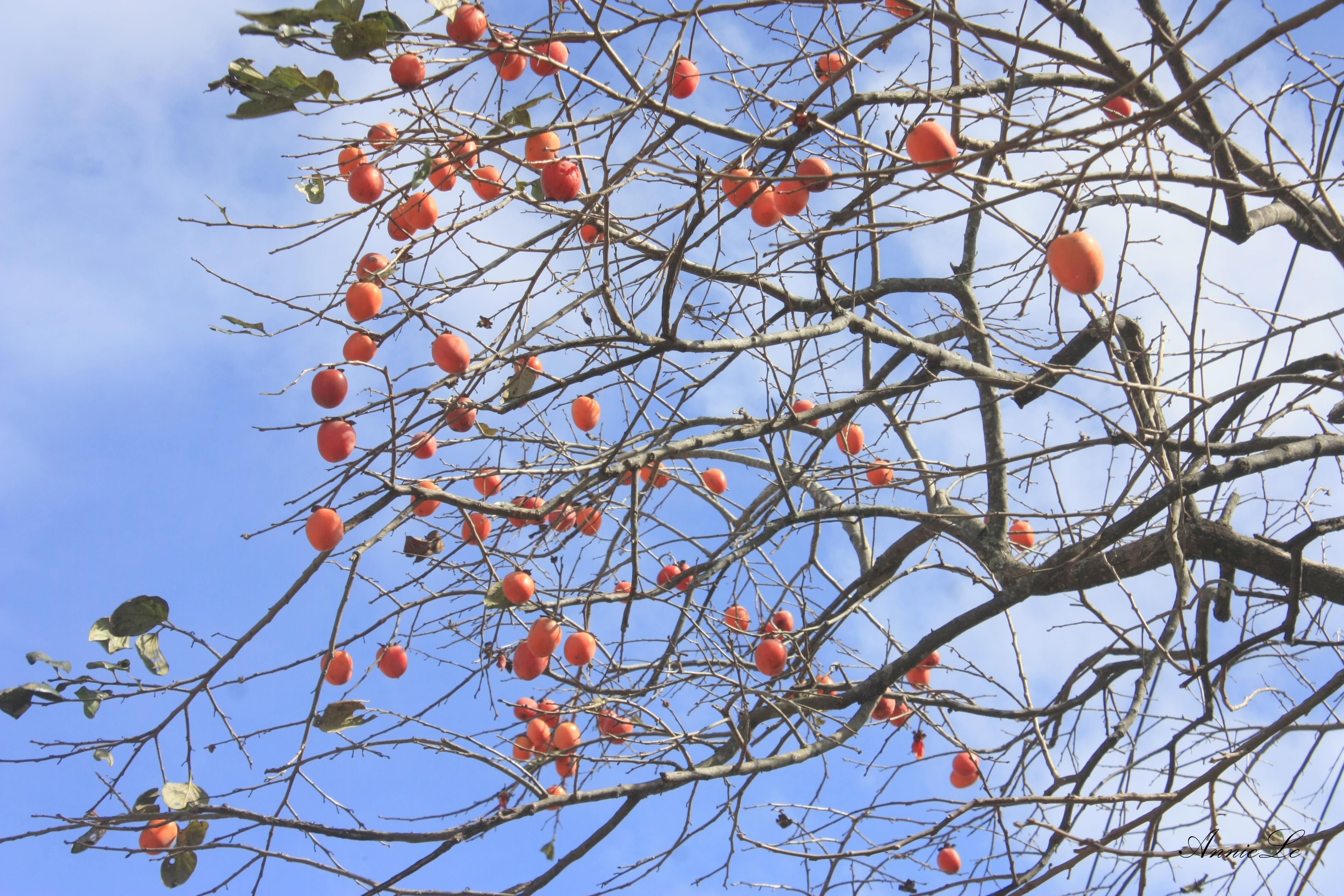 Trái hồng vừa thơm vừa ngọt. Và sẽ là một thiếu sót lớn nếu như đến D’ran mà chưa thăm hồ thủy điện Đa Nhim. 