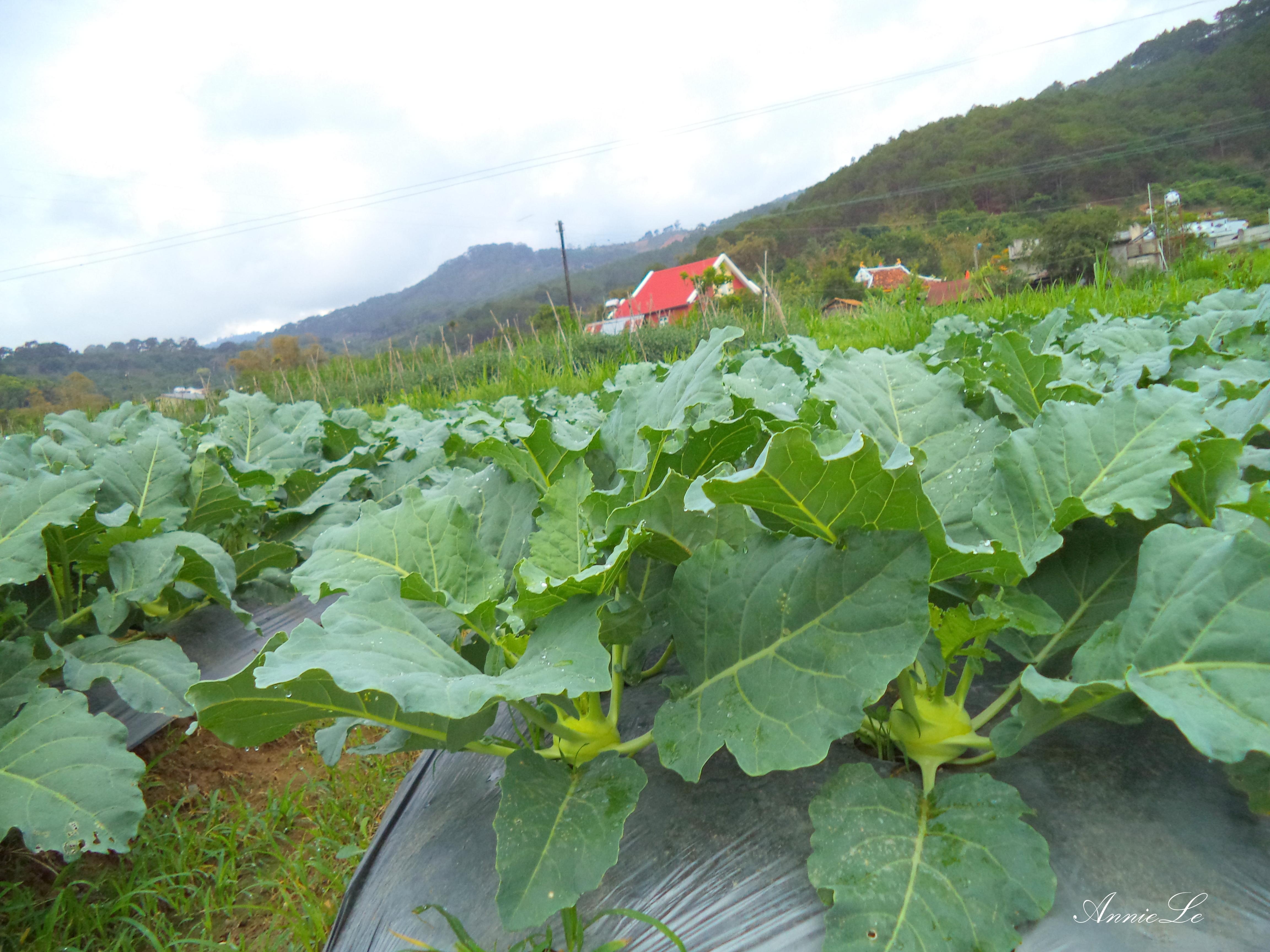 Ruộng su hào tươi tốt.