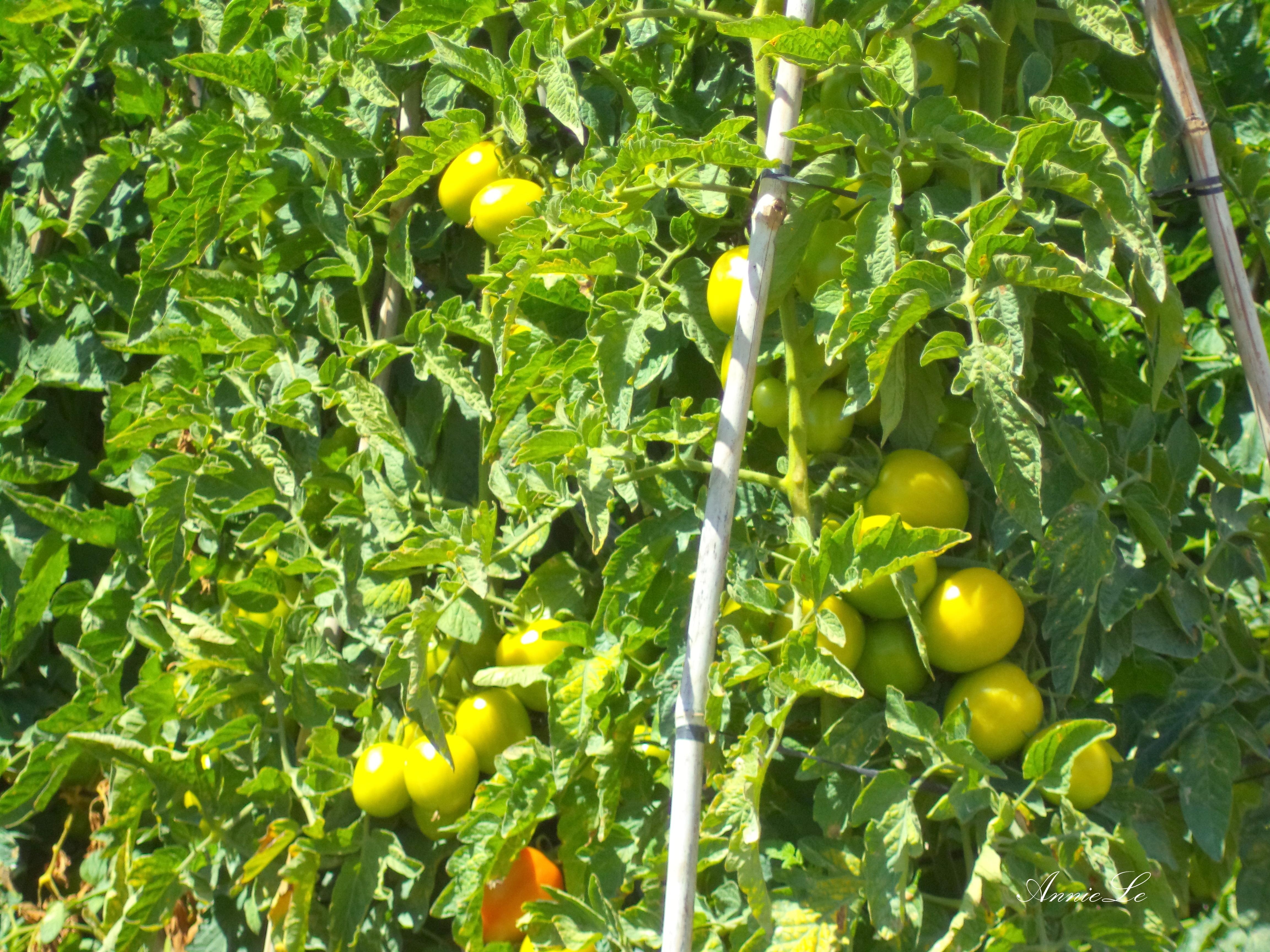 … trái cà chua căng mọng. Người D’ran phần lớn có quê gốc ở Bình Định, vì chiến tranh mà cả làng cả xã di cư vào đây, cùng nhau quây quần bên núi đồi.