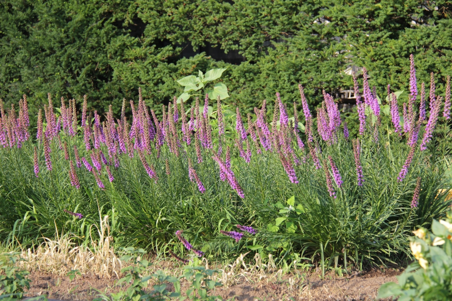 Cách khác sạn ở dưới chân núi Phú Sĩ có phong cảnh hữu tình, thơm ngát mùi hoa oải hương.