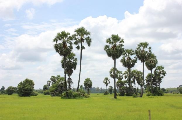 Hình ảnh quen thuộc khi đặt chân lên đất Cam. Ảnh: Yến Nhi.