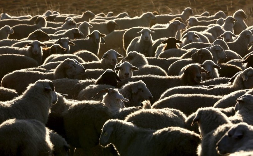 Bầy cừu hàng nghìn con là vật nuôi chủ yếu ở Tuva.