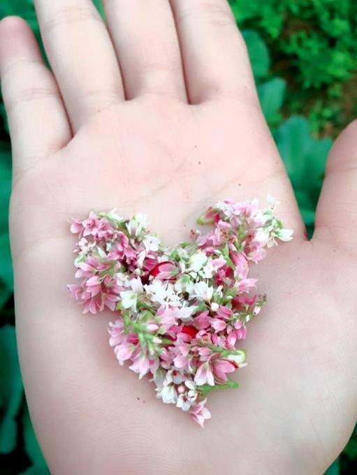 Hái hoa xếp hình trái tim. Ảnh: phuot.com.