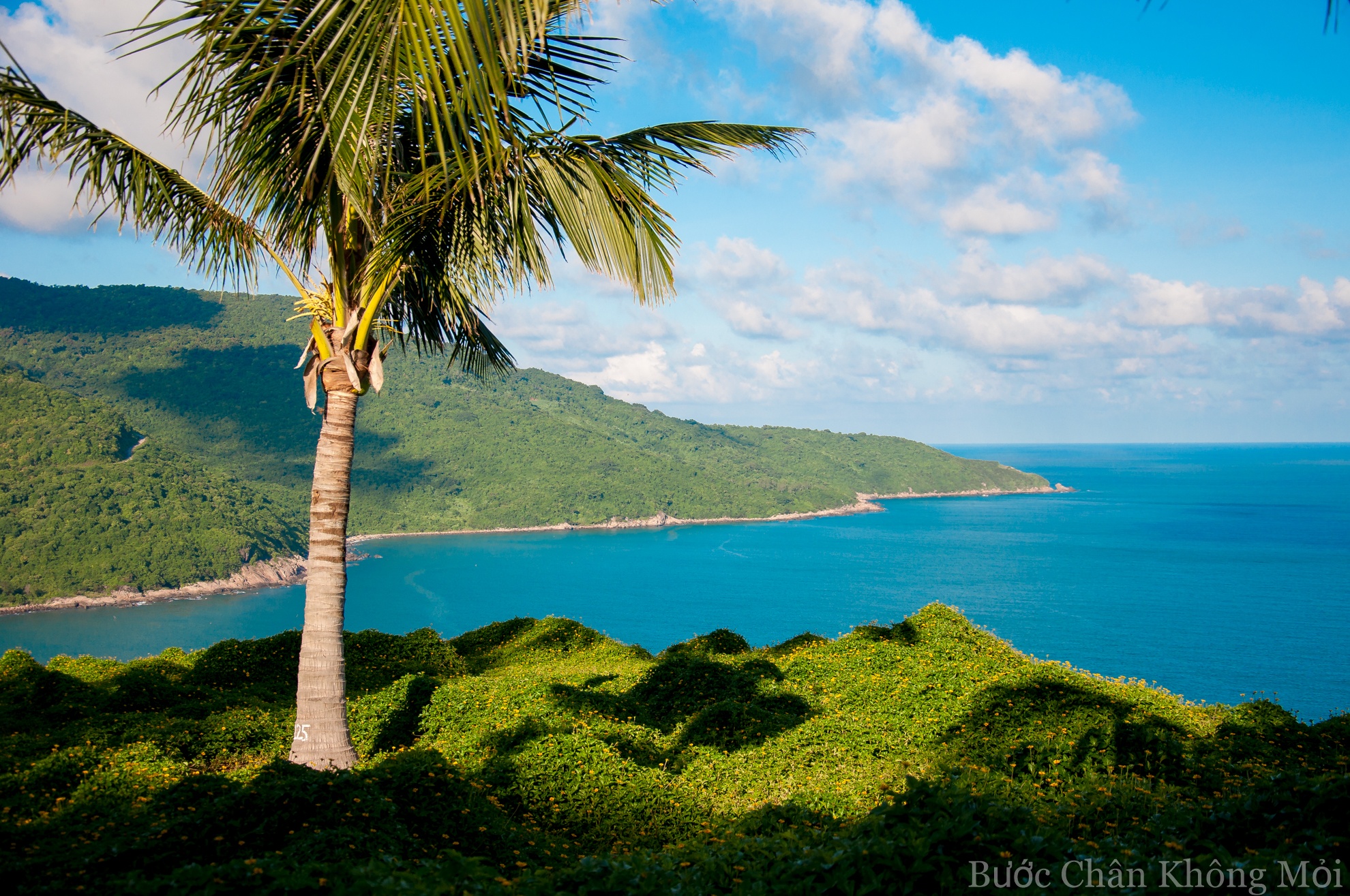 Núi Sơn Trà có những thảm hoa vàng trên cỏ xanh, có nước biển xanh biếc dưới ánh nắng trời ôm lấy núi, có hàng dừa xì xào trong gió.