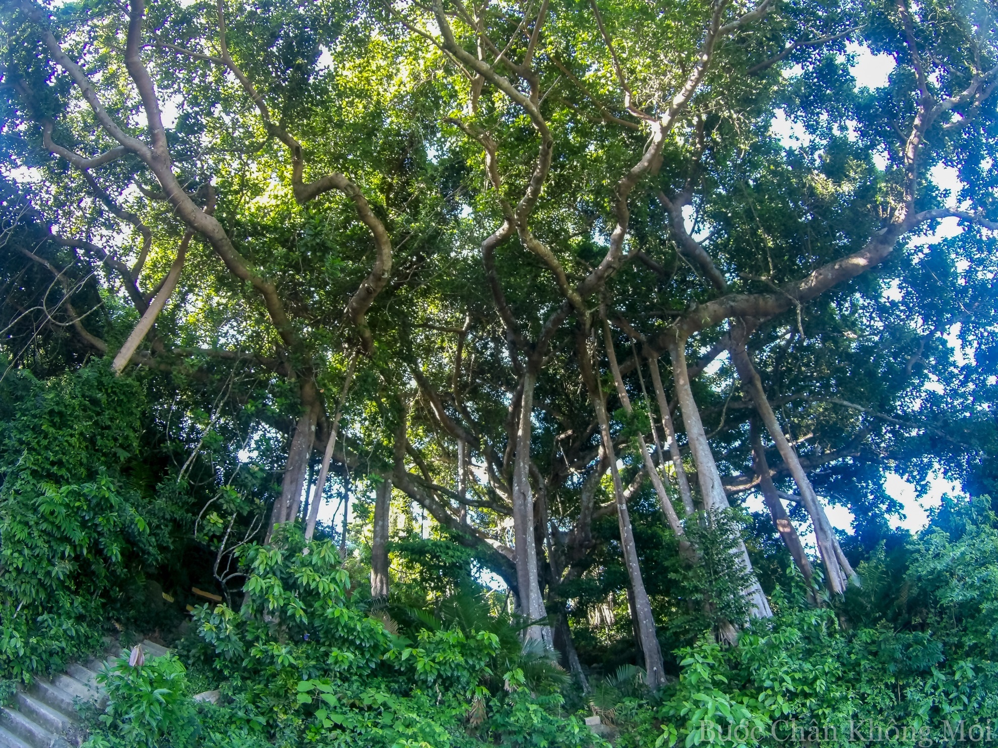 :“Cây đa ngàn năm” được coi như cây di sản của thành phố, được nhiều khách du lịch đến tham quan và chụp hình.